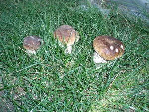 Pinus Sylvestris - Boletus Edulis 2L.