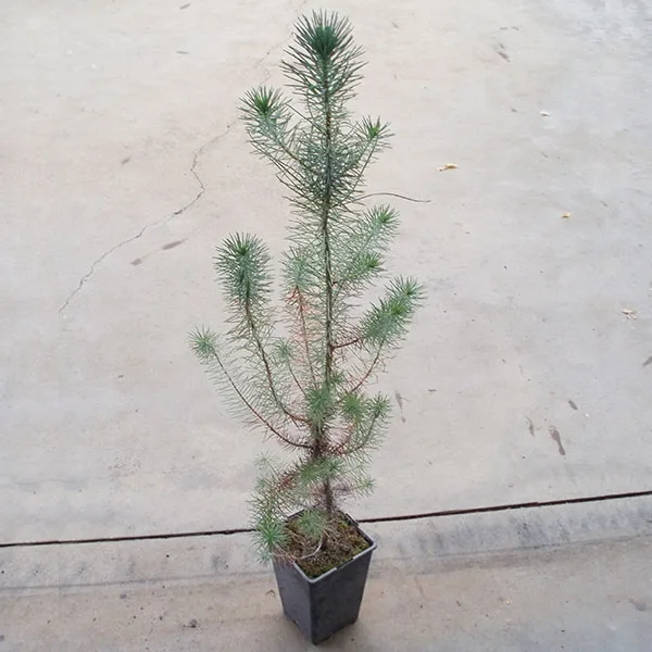 Pinus Pinea - 2l