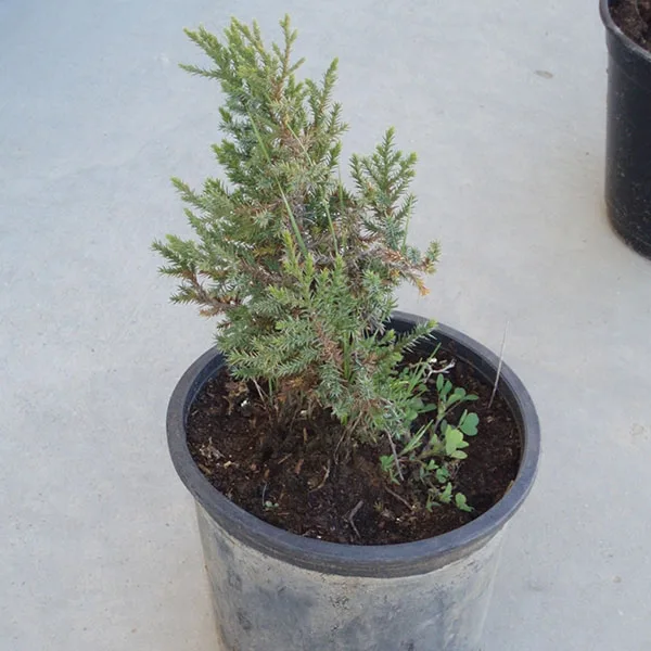 Juniperus Thurifera  (sabina) 2 l.