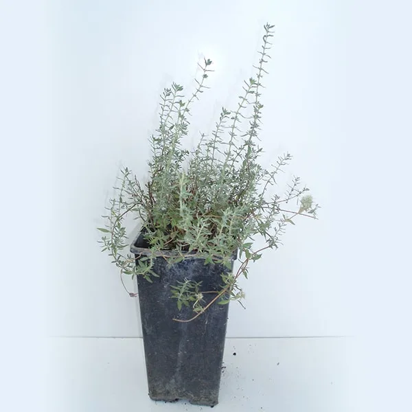 Tomillo (thymus vulgaris) 2 l.