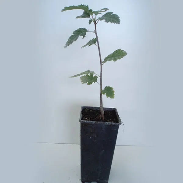 Sorbus aucuparia (serval) 2 l.