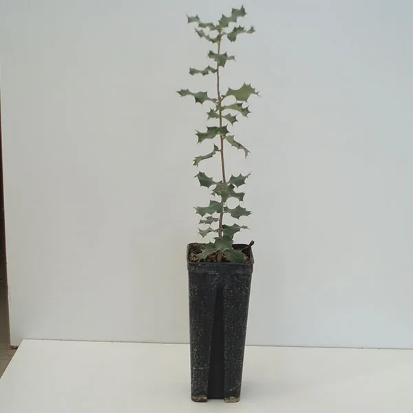 Quercus Ilex 450c.c.
