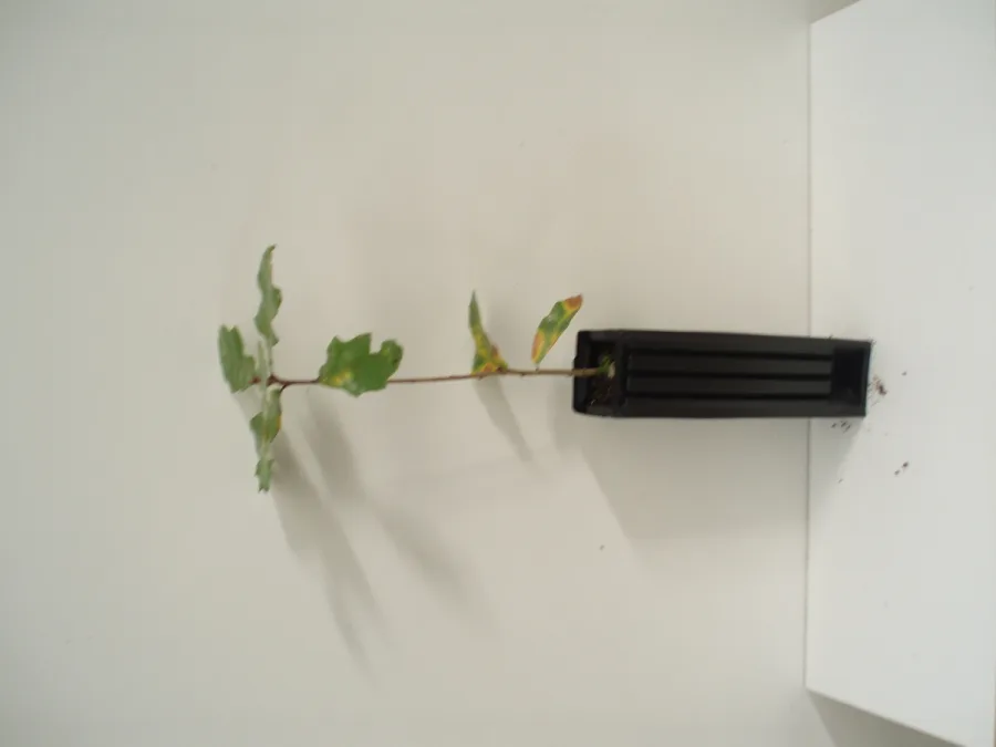 Quercus Pyrenaica