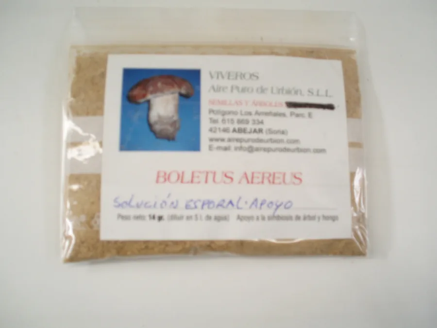 Boletus aereus - BOL/E/A