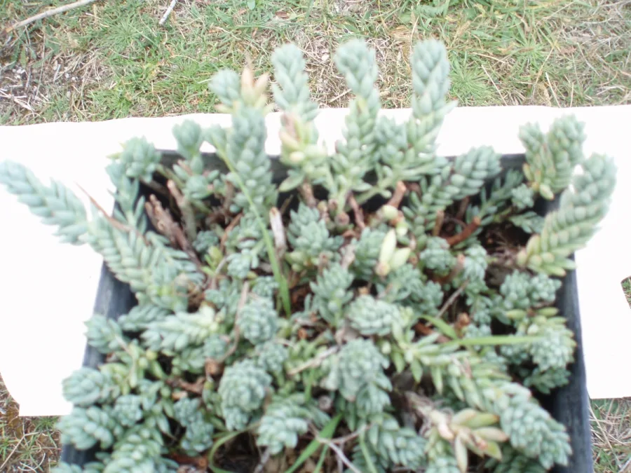 Uva de pájaro - Sedum 2 l.