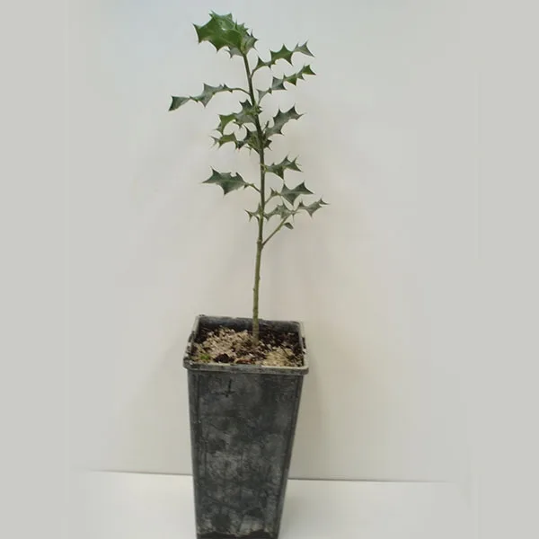 Ilex aquifolia (Acebo) 2 l.