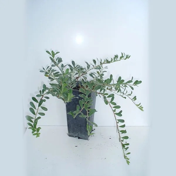 Gayuvas (planta rastrera) 2 l.