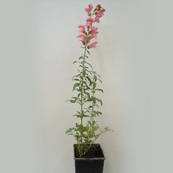 Flor de dragón  (antirrhinum majus)