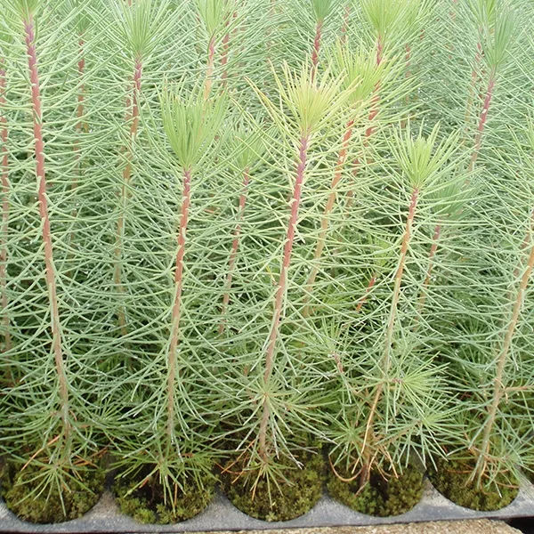 Pinus Pinaster - 200 c.c.