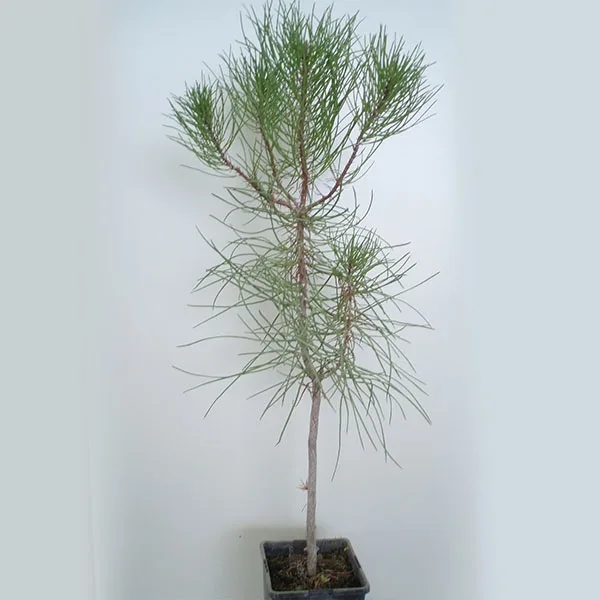 Pinus Pinaster - 2l