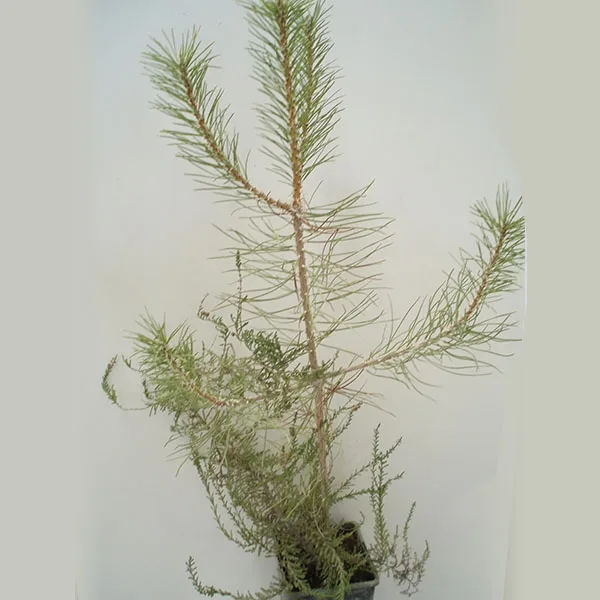 Pinos con brezo 2 l.