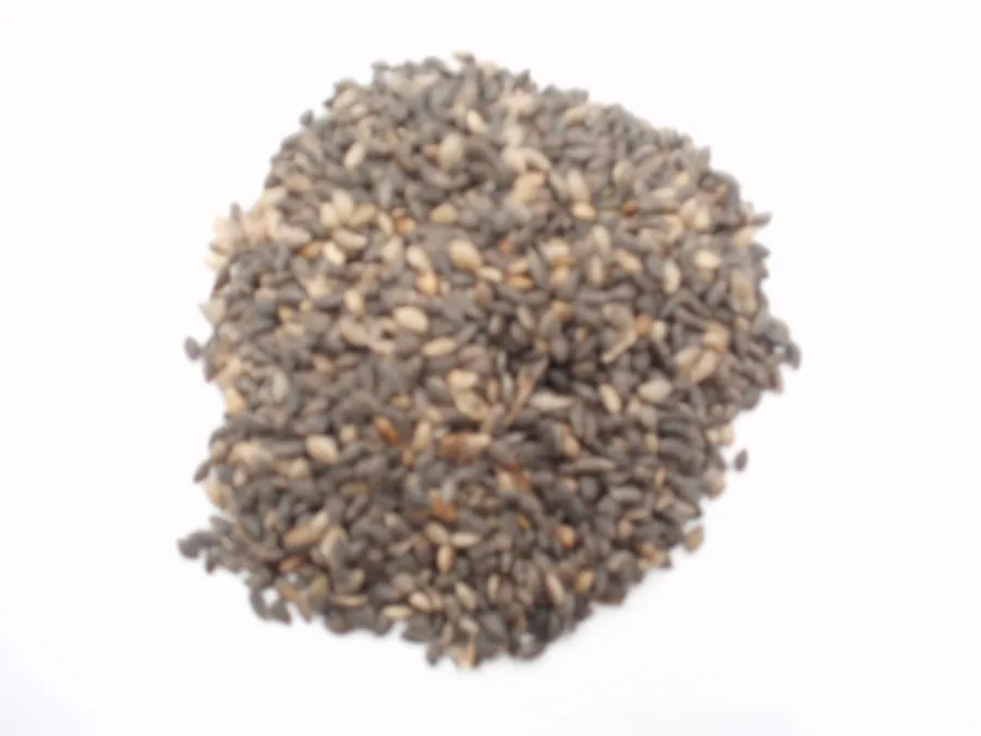 Semilla Pinus sylvestris