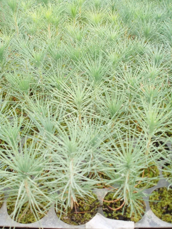 Pinus Nigra  200 c.c.