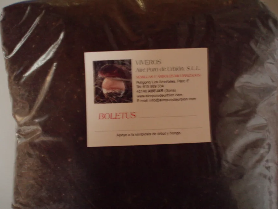 Boletus Piniphilus - BOL/17/S/P - 15 l.