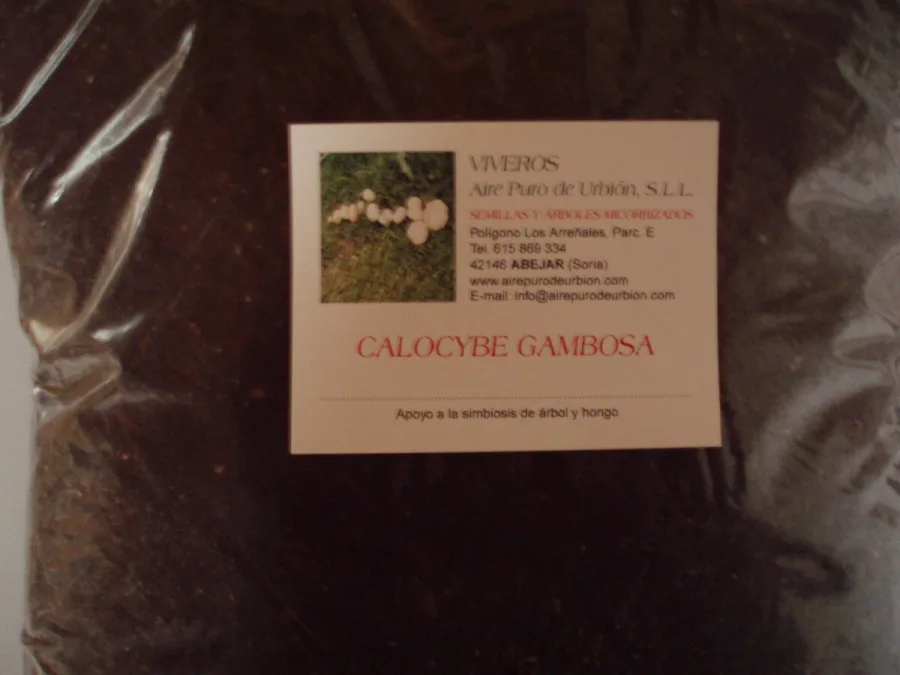 Calocybe gambosa (nansarones)  NAN/15/S -15 l.