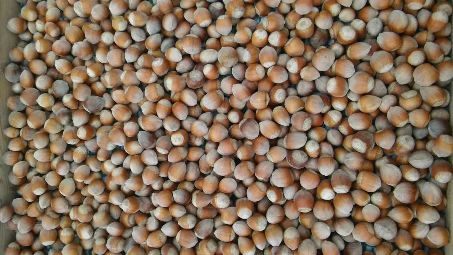 Avellanas