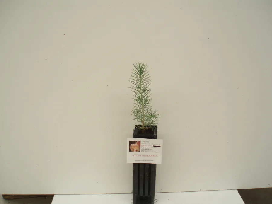 PINUS HALEPENSIS   450cc.