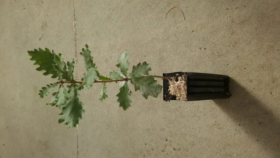 QUERCUS PUBESCENS 450 c.c.