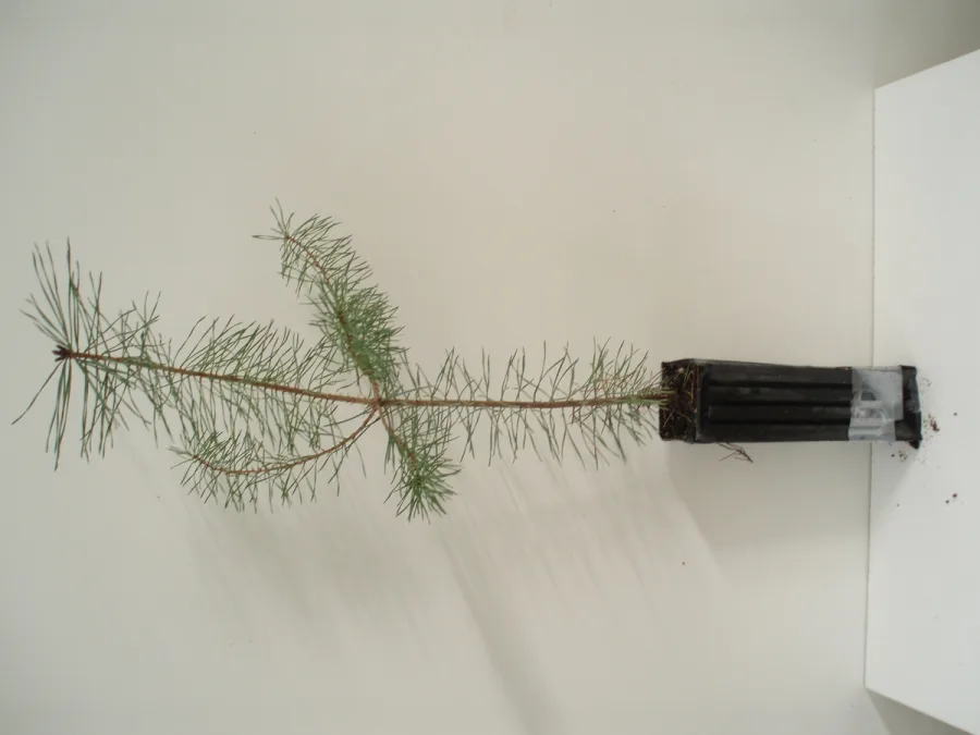 Pinus Sylvestris 450 c.c.
