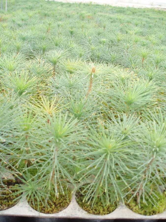 Pinus Sylvestris 200 c.c.