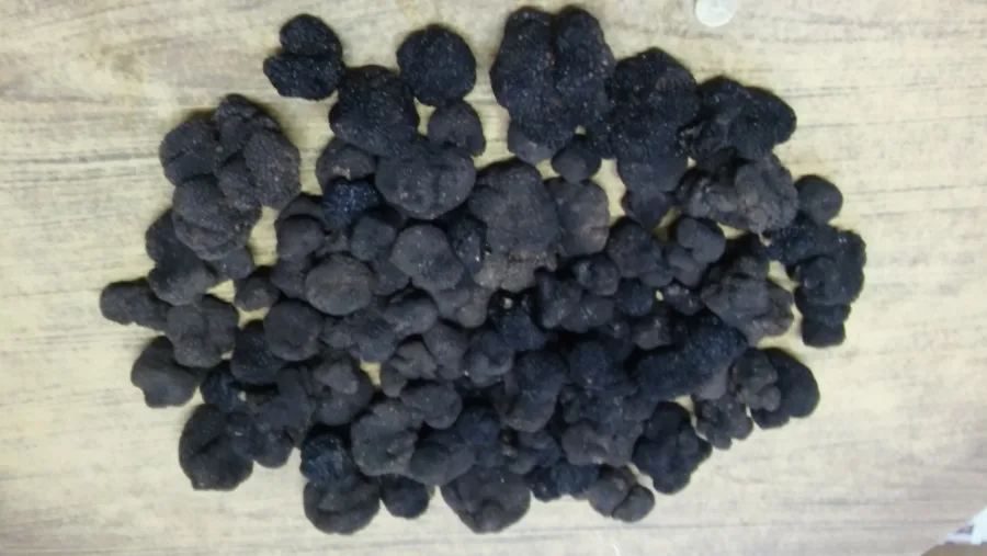 SUS/12/A/M 10 L.TUBER MELANOSPORUM