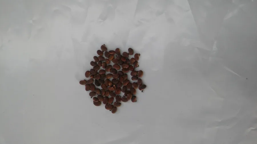 Acacia