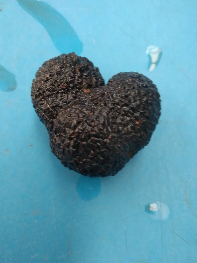 Trufa Negra de Soria  (Tuber Melanosporum)