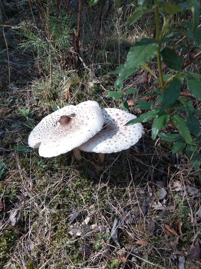 Ilex aquifolia (Acebo)  Macrolepiota 2 L.