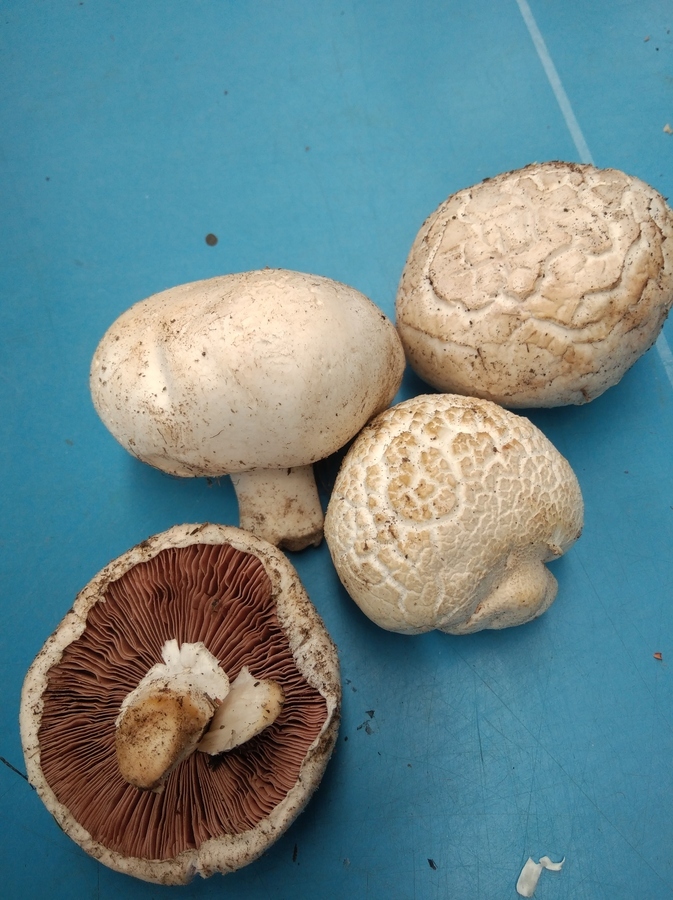 AGARICUS SP