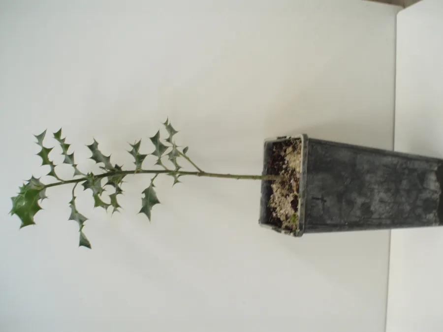 QUERCUS PYRENAICA