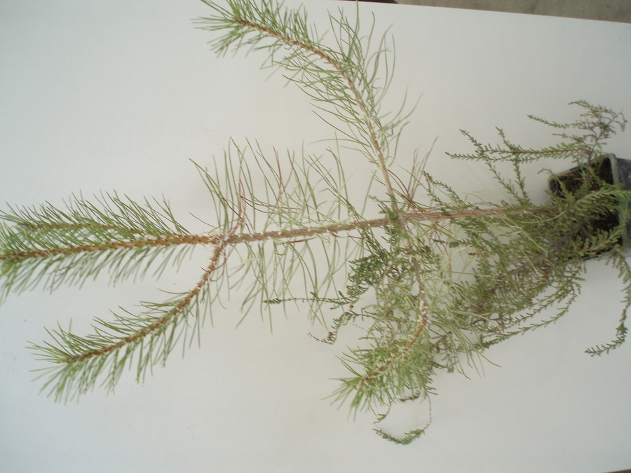 Pinus Sylvestris 450 c.c.