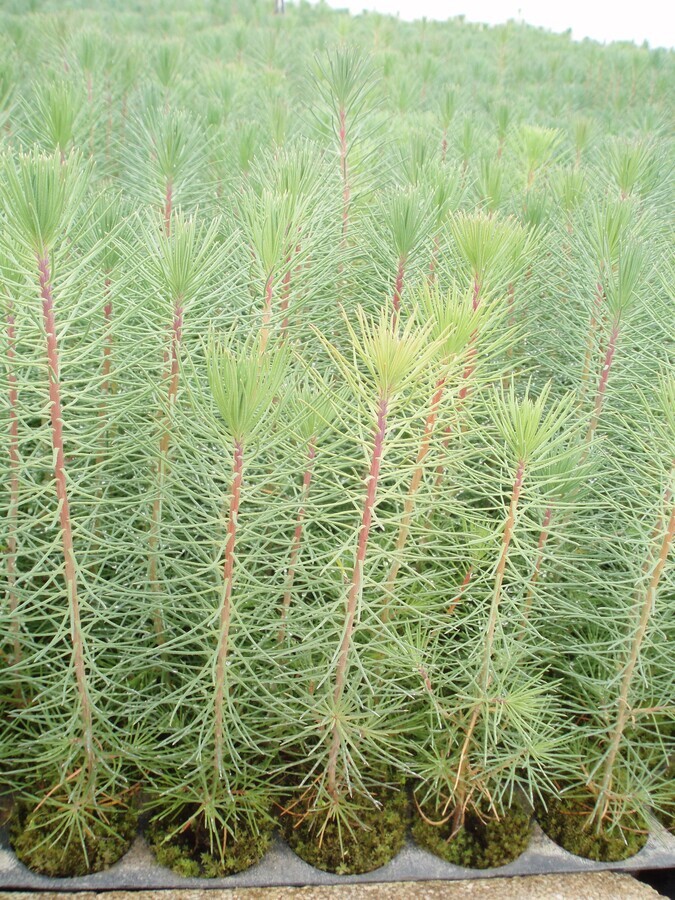 Pinus Pinaster - 450 c.c.