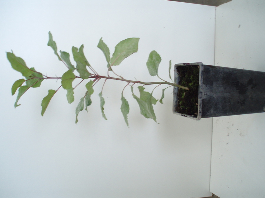 FAGUS SYLVATICA (HAYA)