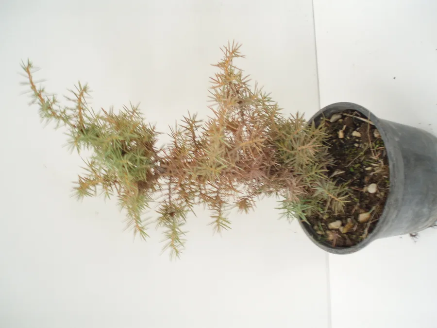 JUNIPERUS THURIFERA 450cc